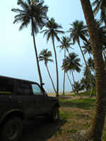 palmer på stranden med bilen