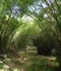 Bambuskog