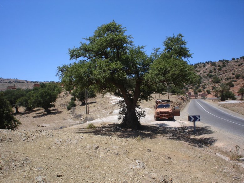 Olivträd i Marocko