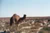 Kamel i Vsät Sahara