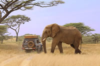 Elefant nära bil